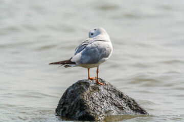 A white seagull perching at the stone at Shenzhen Bay, China