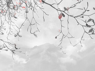 blossom in spring, tree branches 