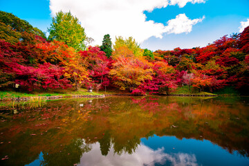 朝地の紅葉