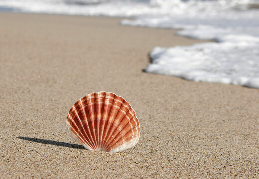 Sea shell relaxation concept