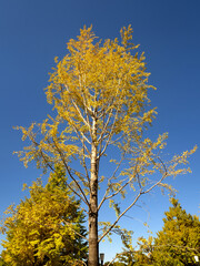 Fototapeta premium 東京都 黄葉した丸の内のイチョウ並木