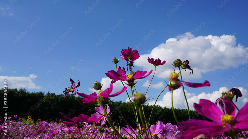Wall mural pink cosmos flowers in the field