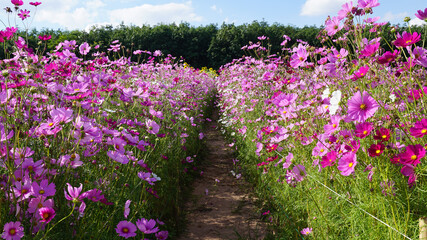 Obraz premium Pink cosmos flowers in the field