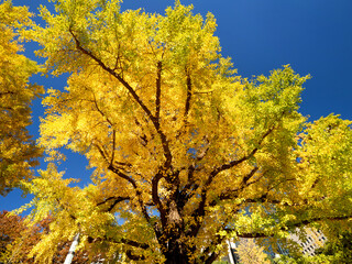 黄葉した銀杏並木