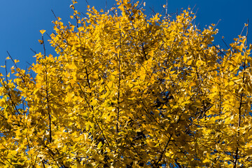 Fototapeta premium Yellow-colored Ginkgo Trees in Japan