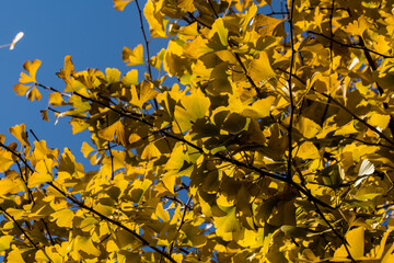 Yellow-colored Ginkgo Trees in Japan