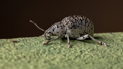 Broad-nosed Weevil on a green wall