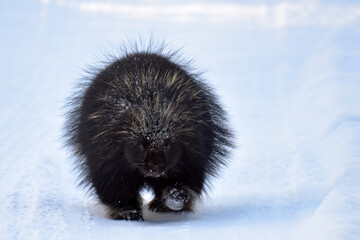 Porcupine wandering through snowy Alaska landscape