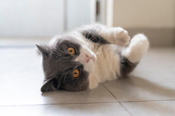 British shorthair cat lying on the floor looking at the camera