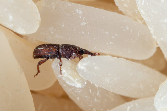 Macro Photo of Rice Weevil or Sitophilus Oryzae on Raw Rice