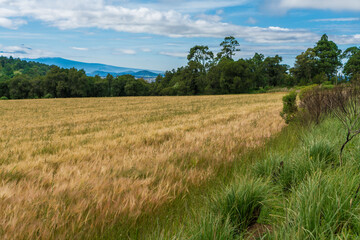 Fototapeta na wymiar Field of wheat spring sunny day horizontal scenic view 