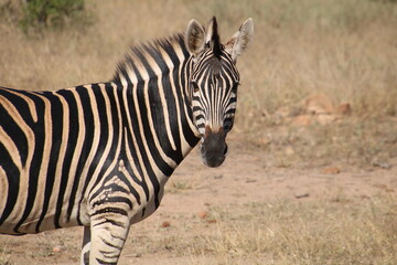 Fototapeta na wymiar A zebra photographed in Kruger National Park South Africa