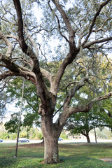 The Autumn landscape of Tampa Palms  in Florida