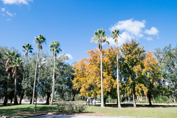 Autumn landscape of New Tampa in Florida