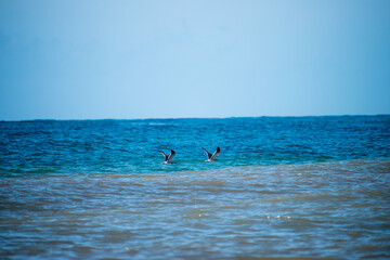 Fototapeta premium Two friends taking a trip over the atlantic ocean