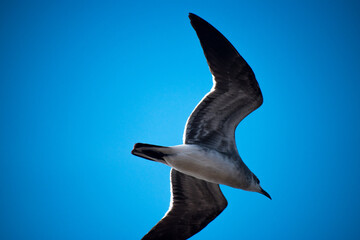 Birds flying low and close to ground
