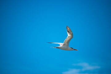 Fototapeta na wymiar A royal tern majestic through the sky