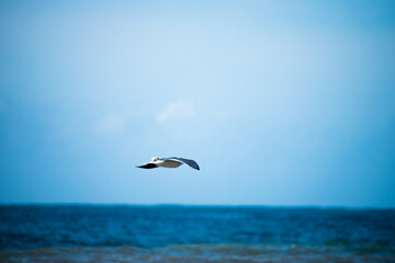 Fototapeta na wymiar A sea bird soars through the sky