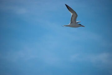 Royal fern caught mid-flight in jamaican skies