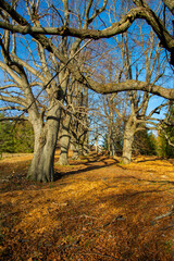 Fototapeta premium Quercus cerris , the Turkey oak or Austrian oak. Oak trees in a row. In the autumn. Blue sky in the background.