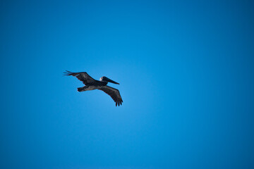 Pelican caught mid-flight in blue sky