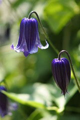 one species of clematises with 2 flowers. Close-up.