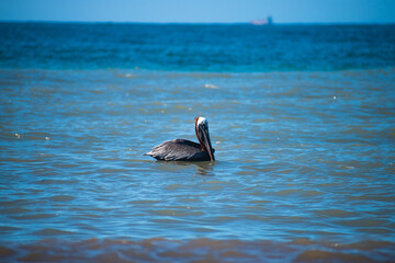 Pelican chilling on water surface