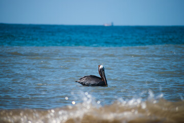 Fototapeta premium Pelican sitting on the water on rocky waves