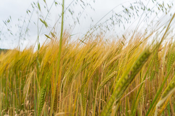 Field of wheat in sunny spring day close up macro