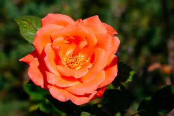 Red rose (Rosa chinensis) flower with green leaf	