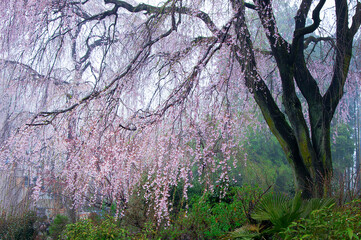 The heyday of Japanese cherry blossoms  © megustaelbosque2020