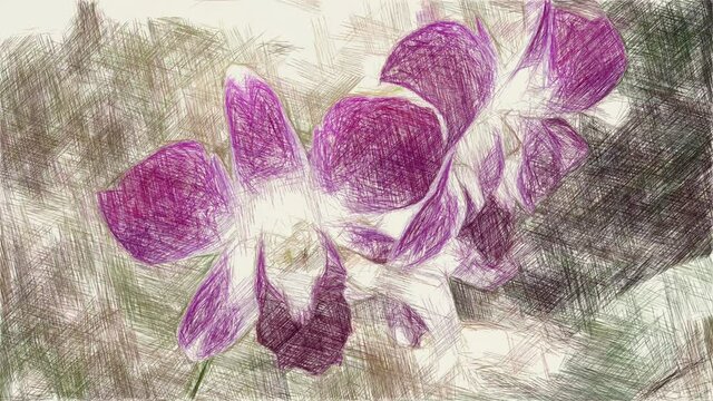 art drawing color of orchid flower