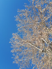 Tree flowers, blue sky, background, abstraction, nature