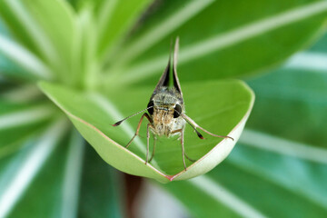 little butterfly on a leaf 