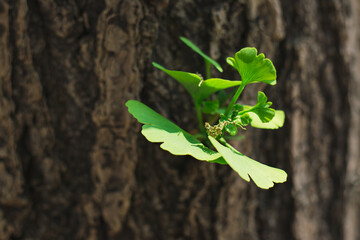Green ginkgo leaves grow on the tree, selective focus