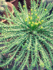 Green cactus in ivy shape with yellow thorn and flower in cultivation bowl - Vintage filter