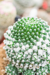 Closeup of big size green cactus with short thorn in green house, selective focus
