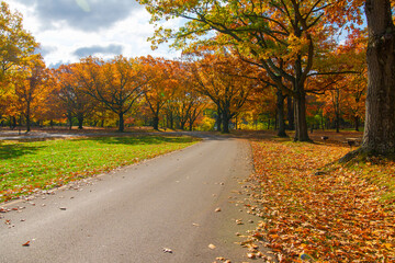 leafy road in autumn park