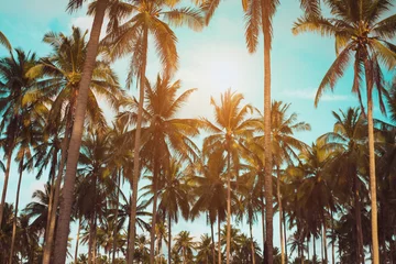Tropische Palmenkokospalmen auf Sonnenuntergangshimmelfackel und bokeh Natur. © ant