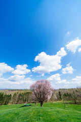 Obraz premium 北海道の桜