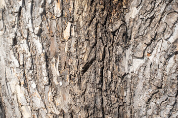 Texture of pine bark background
