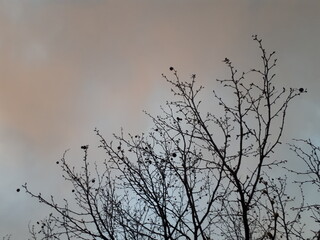 Sunset, sky, trees, clouds, orange color, blue, grey