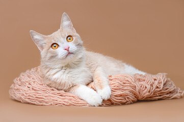 ginger cat on a beige background