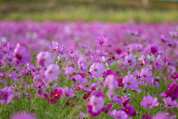 コスモス畑