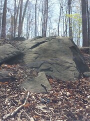 autumn in the forest