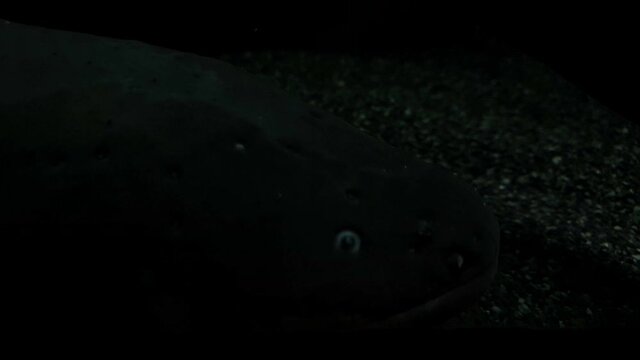 The scary look of an electric eel with clear eyes in a dark place