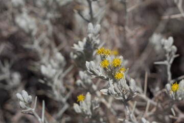 Yellow blooming discoid head inflorescences of Mojave Cottonthorn, Tetradymia Stenolepis,...