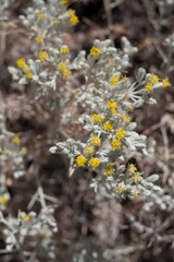 Yellow blooming discoid head inflorescences of Mojave Cottonthorn, Tetradymia Stenolepis,...