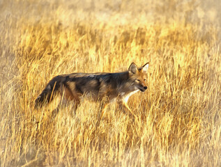 Gray wolf in the yellow grass colorful painting looks like picture, Yellowstone National Park, USA.