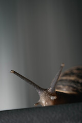 primer plano macro de caracol terrestre sobre mesa de metal en jardín y hoja verde cordoba argentina 